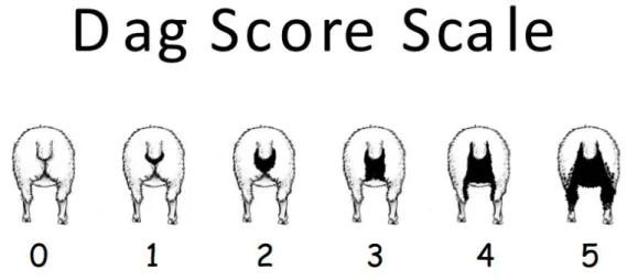 Fig. 9 : Echelle de notation du DAG score  Source : SheepGenetics (2013) 