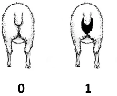 Fig. 12 : Notation simplifiée de l’index de diarrhée (ID), adapté de SheepGenetics 