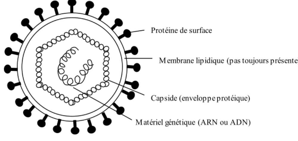 Figure 1.5: Schématisation de la structure générale d'un virus. 