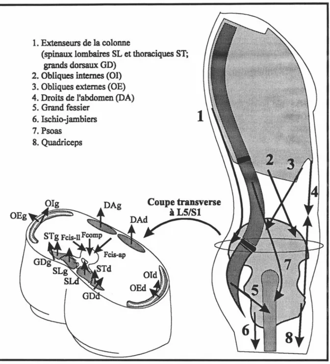 Figure 2.  Muscles agissant au niveau de la colonne vertébrale lombaire.  La  figure 