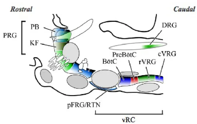 Figure 2.  Vue  parasagittale  de  l’organisation  des  centres  respiratoires  bulbo-pontiques  du  tronc  cérébral chez le rat