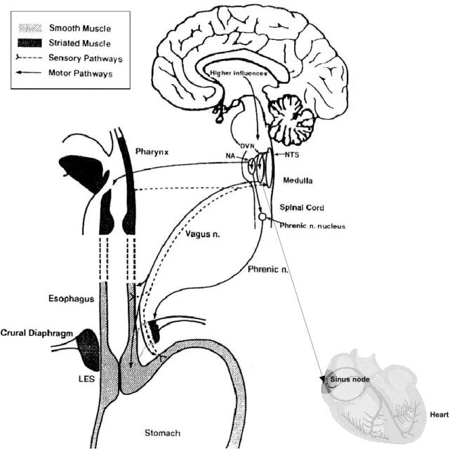Figure 8. Innervation de l’œsophage. Les afférences et efférences vagales innervent le SSO, le corps  œsophagien  et  le  sphincter  inférieur  de  l’œsophage