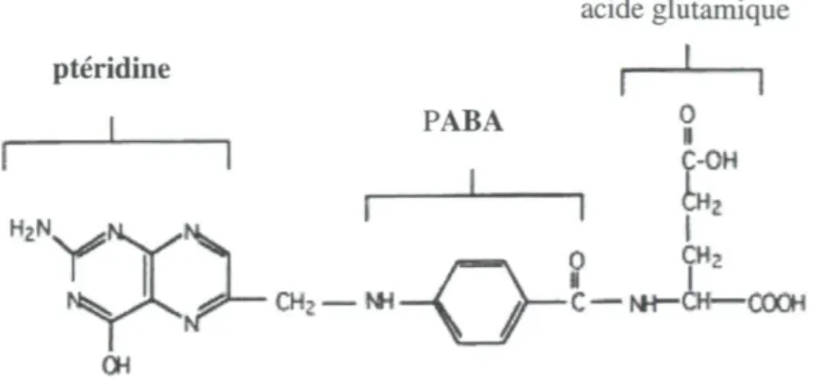 Figure 1.2 : Structure chimique de l'acide folique (adapté de Locksmith et Duff., 1998) 