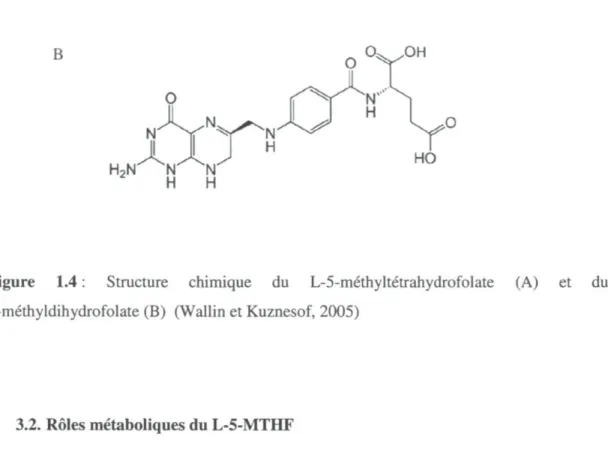 Figure 1.4 : Structure chimique du L-5-méthyltétrahydrofolate (A) et du  5-méthyldihydrofolate (B) (Wallin et Kuznesof, 2005) 