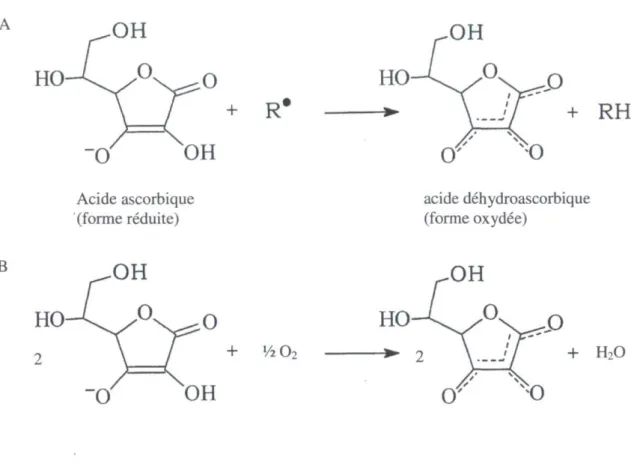 Figure 1.6 : Structure chimique de l'acide ascorbique et mécanisme d'oxydation par un  radical libre (A) et par l'oxygène (B) (adapté de Best, 1990 et Liao et Seib, 1988)