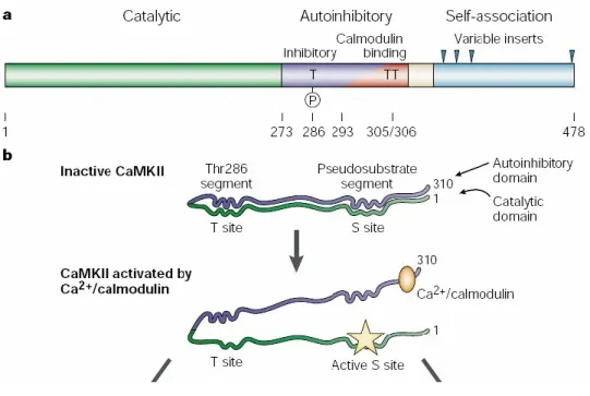 Figure 1 : Structure et activation de la CaMKII 