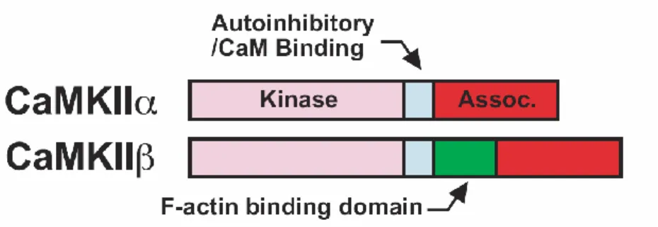 Figure 2 : Structures primaires de la CaMKII   et de la CaMKII 