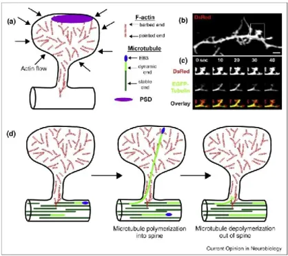 Figure 4: Modèle du cytosquelette de l’épine dendritique 