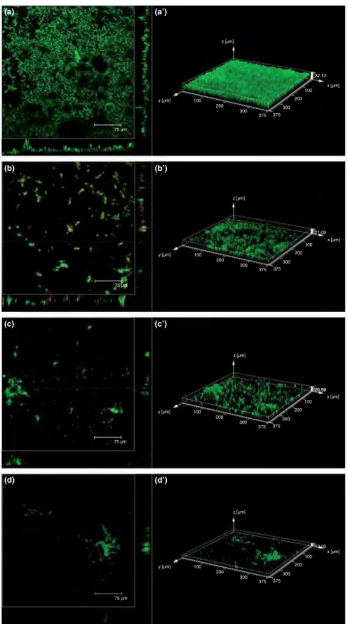 Figure 2 Scanning confocal laser microscopy images of biofilms (t = 64 h) stained with the LIVE/DEAD ! BacLight TM bacterial viability kit