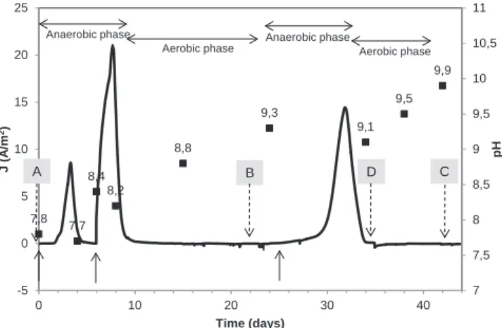 Fig. 1. Chronoamperometry and pH values in reactor 1. Current density recorded on carbon cloth electrode polarized at ÿ0.20 V vs