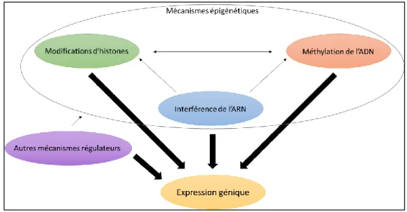 Figure  1.  5  Implication  des  mécanismes  épigénétiques  dans  la  régulation  de  l’expression  génique