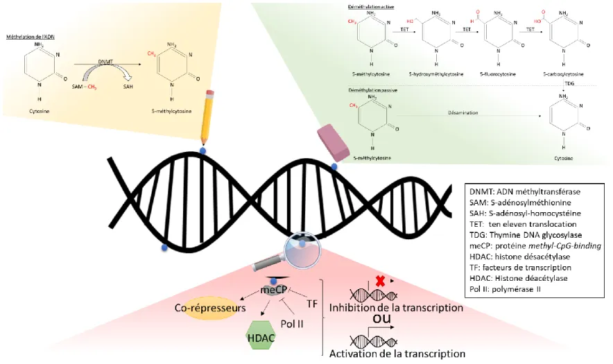 Figure 1. 6 Plasticité de la méthylation de l’ADN et régulation de l’expression géniques