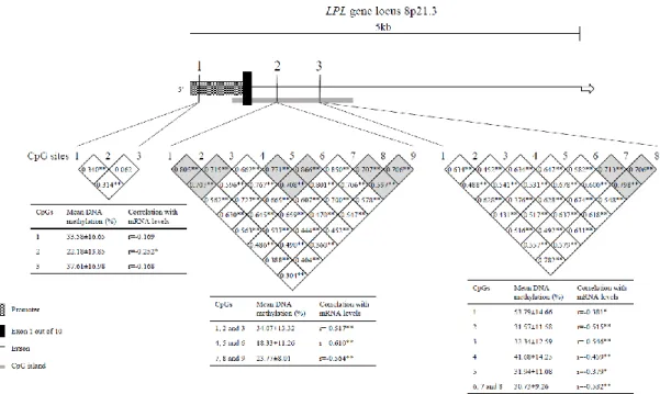 Figure  2.  1  Schematic  representation  of  the  LPL  gene  and  localization  of  the  three  epigenotyped regions