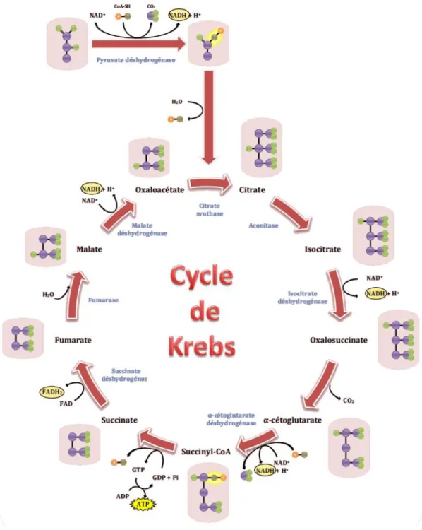 Figure 4 : Réactions enzymatiques du cycle de Krebs 