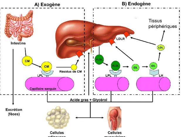Figure 3 – Voies exogène et endogène du métabolisme lipoprotéique 