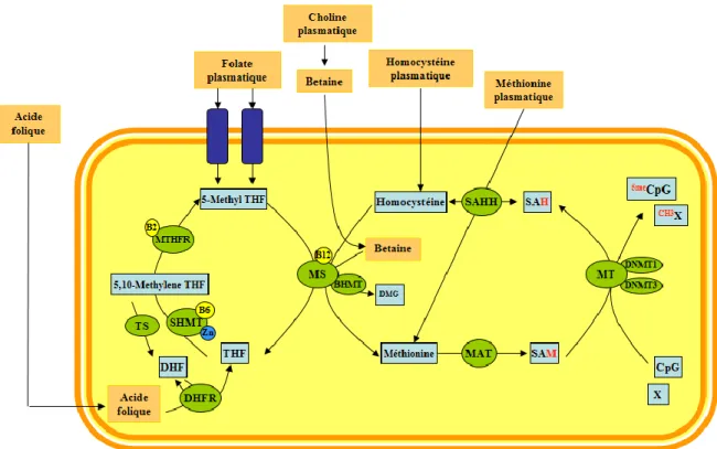 Figure 8 – Schématisation de la voie métabolique des donneurs de carbone 