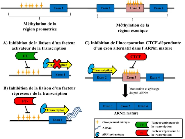 Figure 9 – Schématisation des impacts fonctionnels de la méthylation de l’ADN 