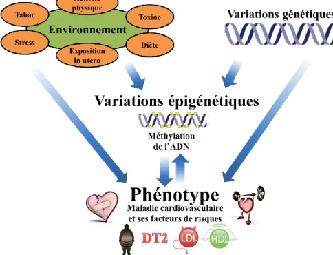 Figure 10 – Schématisation du modèle d’interaction entre l’environnement, le génome  et l’épigénome sur l’expression du phénotype 