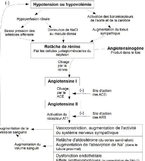 Figure 12. Contrôle physiologique et pharmacologique du RAS 