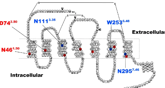 Figure 1. Two-dimensional schematic representation of the primary amino acid  structure of the AT 1  receptor.