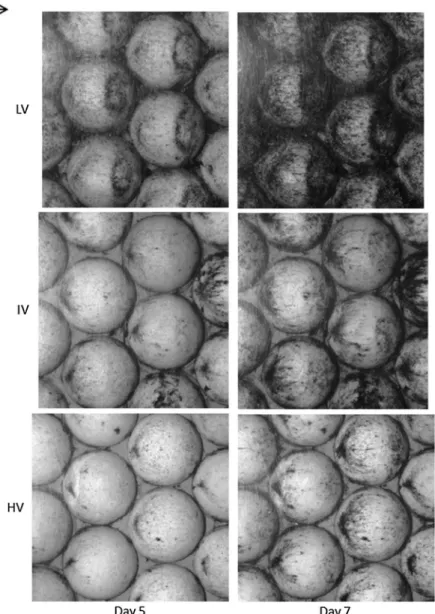 Figure 9. Top view of the bio ﬁlm pattern on hemispheres in the second experiment LV S6.5 (top), IV S4.25 (middle) and HV S2.75 (bottom) 5 days (left) and 7 days (right) after inoculum