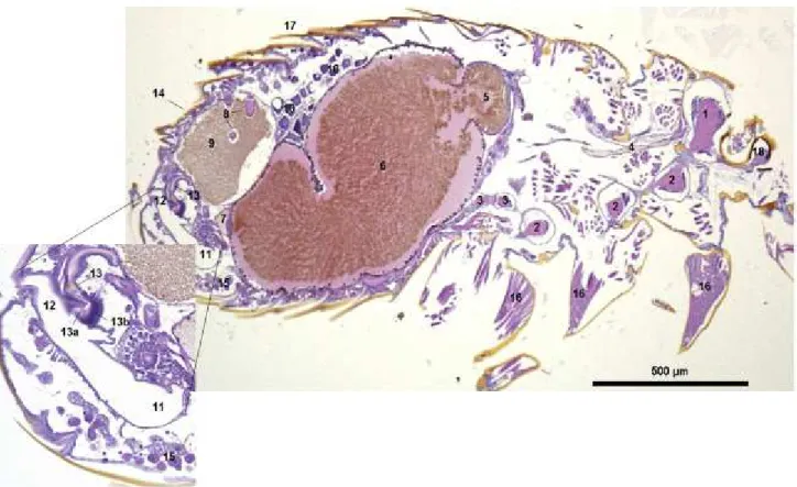 Figure 12. Ctenocephalides felis mâle (coloration à l’hémalun-éosine, grossissement d’origine x40)