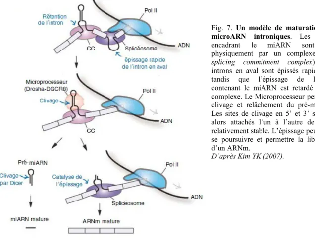 Fig.  7.  Un modèle  de maturation  des microARN   introniques.   Les   exons encadrant   le   miARN   sont   liés physiquement   par   un   complexe   (CC, splicing   commitment   complex)