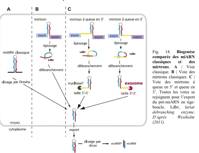 Fig.   14.  Biogenèse comparée  des  miARN classiques   et   des mirtrons.  A  |   Voie classique