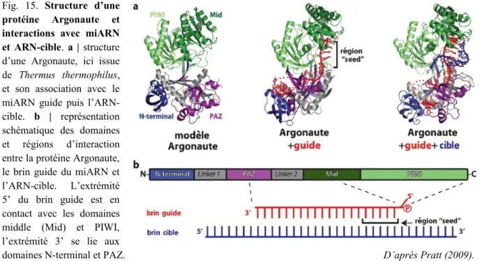 Fig.   15.  Structure   d’une protéine   Argonaute   et interactions   avec   miARN et ARN-cible