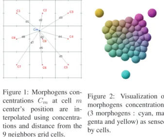 Figure 1: Morphogens con- con-centrations C m at cell m center’s position are  in-terpolated using  concentra-tions and distance from the 9 neighbors grid cells.