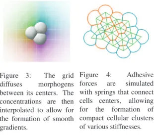 Figure 3: The grid diffuses morphogens between its centers. The concentrations are then interpolated to allow for the formation of smooth gradients.