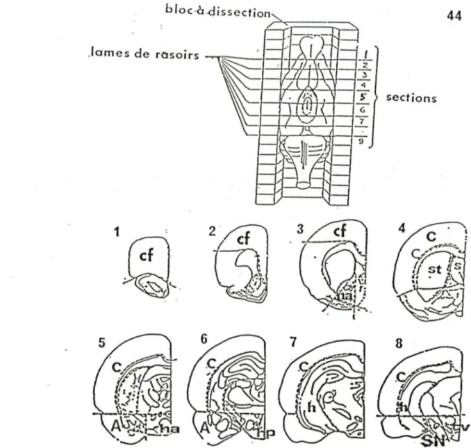 Figure  3:  Représentation  schématique  de  la  méthode  de  dissection  des  cerveaux