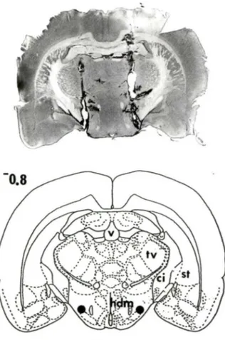 Figure  4:  Vérification  histologique  d'une  Injection  dans  le  FVM.  Partie  supérieure :  photographie  d'une  coupe  transversale  de  cerveau de rat colorée au crésyl violet