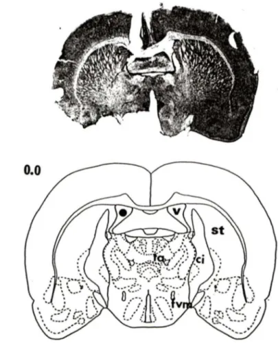 Figure  9:  Vérification  histologique  d'une  Injection  ICV.  Partie  supérieure:  photographie  d'une coupe  transversale  de  cerveau  de rat colorée au  crésyl violet