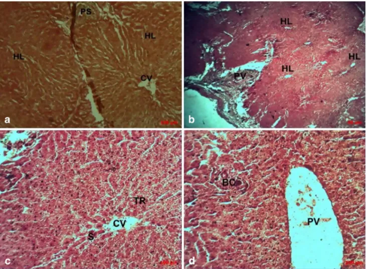 Fig. 6    Liver biopsy showing the juxtaposition of hepatic lobules (a  magnification  10× and  c magnification 20×) and portal triad (b  mag-nification 4× and d magmag-nification 20×) in a healthy bovine liver 