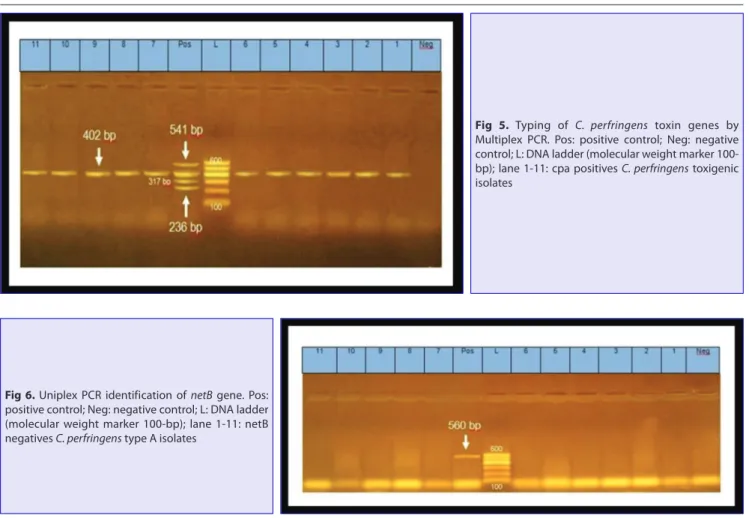 Fig 6. Uniplex PCR identification of netB gene. Pos:  positive control; Neg: negative control; L: DNA ladder  (molecular weight marker 100-bp); lane 1-11: netB  negatives C