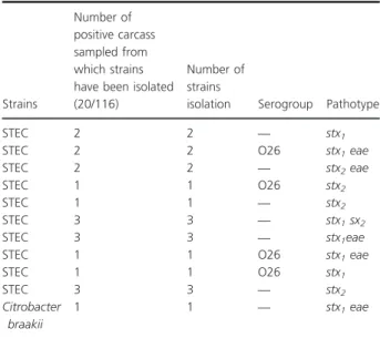Figure 2 Appearance of Citrobacter braakii colonies on CHROMa- CHROMa-garTM Shiga toxin-producing Escherichia coli (purple colonies with irregular edges and opaque center: C