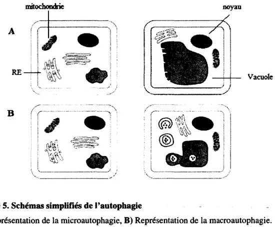 Figure 5. Schémas simplifiés de l'autophagie 