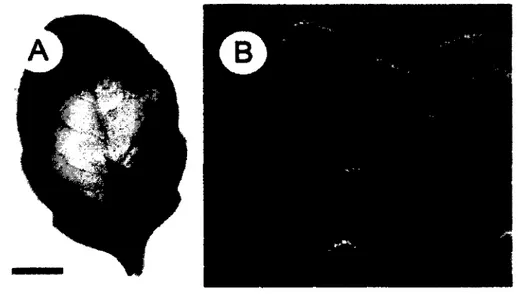 Figure 6. Exemples de RH 