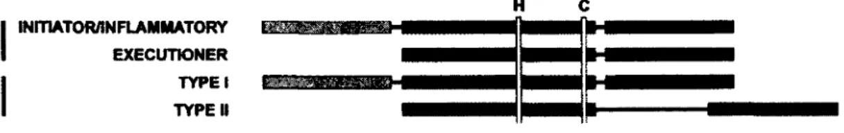 Figure 8. Comparaison entre les caspases (C) et les métacaspases (MC) 