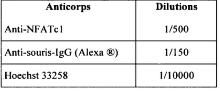 Tableau 2  :  Anticorps utilisés en IF ainsi que  leur dilution
