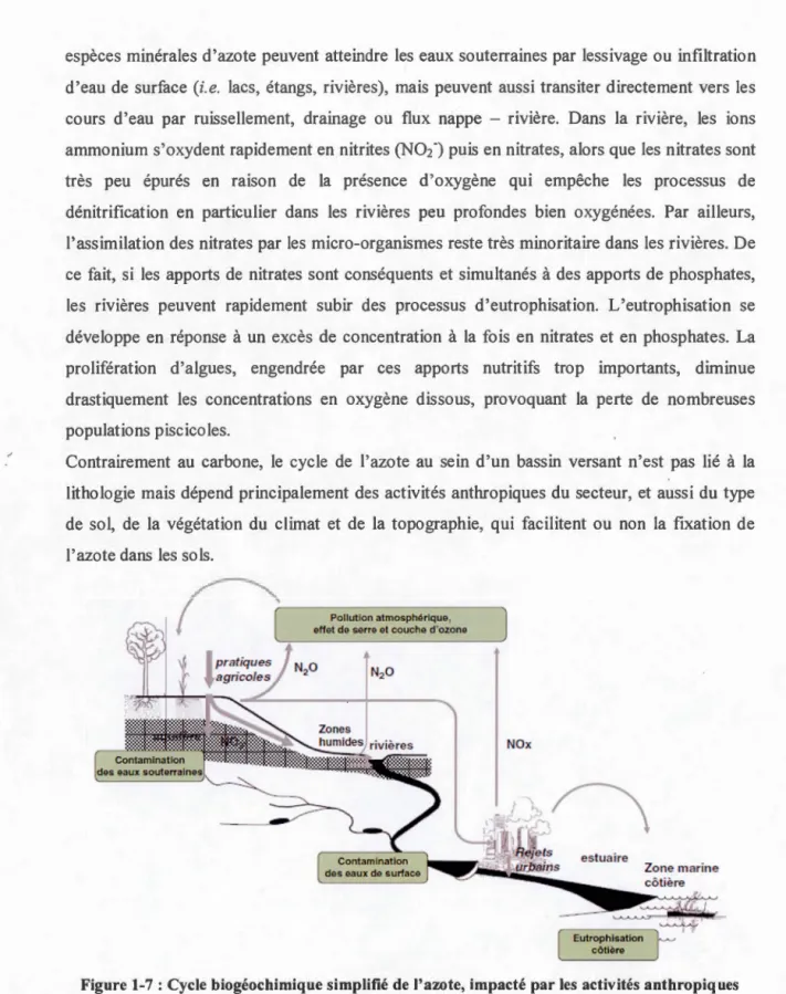 Figure 1-7: Cycle  biogéochimique s implifié de l'azote, impacté par les  activités anthropiques  (BiHen et al.,  2013) 