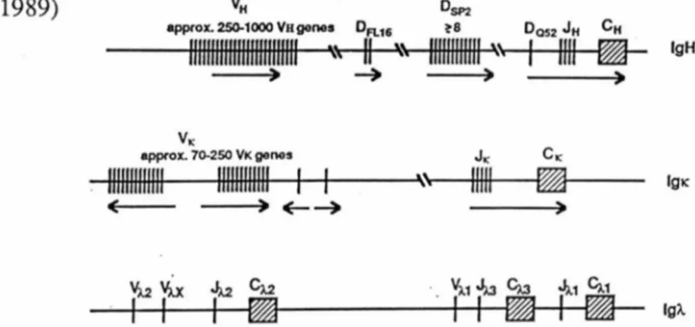 Fig. 3  Organisation du locus des gènes d'immunoglobulines de souris (Lieber, 1991) 