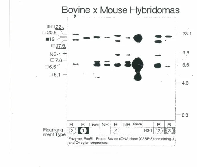 Figure 10:  Autoradiogramme  montrant  les  trois  types  de  réarrangements  d'ADN  d'hybridomes  boeuf-souris  utilisant la  sonde  C5BE8(Gibson,MacLean et  Bouvrette,résultats non publiés)