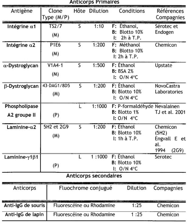 Tableau  1. Anticorps utilisés en immunofluorescence indirecte  Anticorps Primaires 