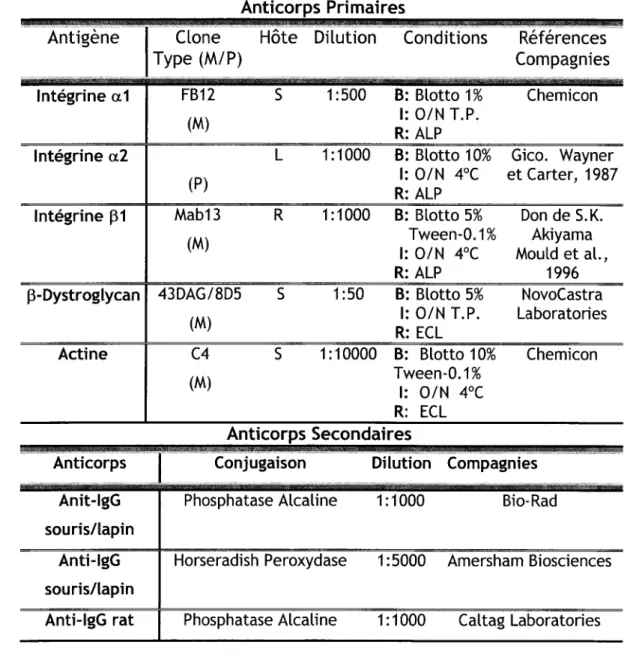 Tableau  2.  Anticorps utilisés en immunobuvardage de type Western 