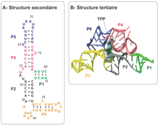 Figure  18:  Structure  secondaire  et  tertiaire  du  riborégulateur  thiM  d’E.  coli