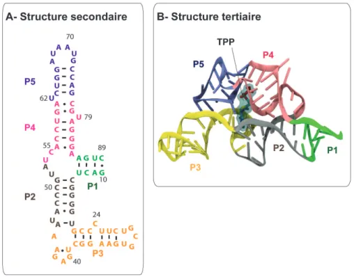 Figure  18:  Structure  secondaire  et  tertiaire  du  riborégulateur  thiM  d’E.  coli