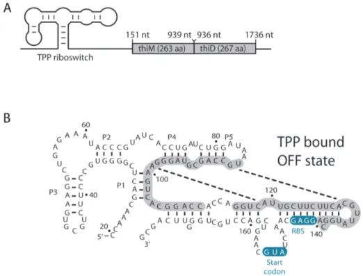 Figure S1. Genetic regulation of the E. coli thiM riboswitch. 