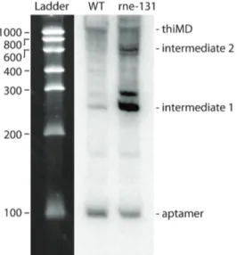 Figure  S2.  Determination  of  molecular  sizes  of  thiMD  mRNA  species  detected  by  Northern  blot analysis